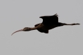 Zwarte Ibis 2